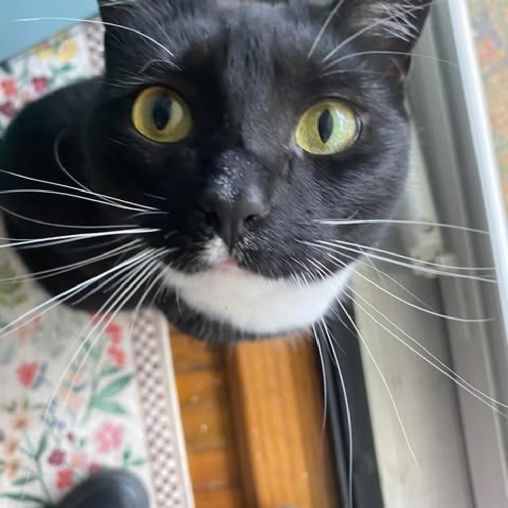 Meet your Posher, Elaina